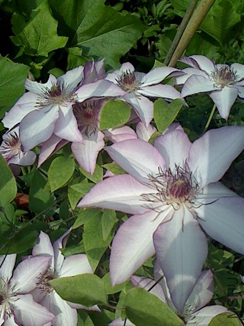 IMG0422084802.jpg