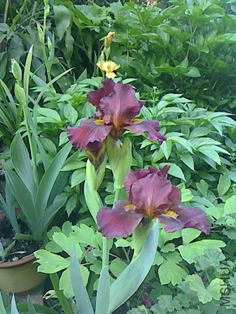 IMG0423062500.jpg