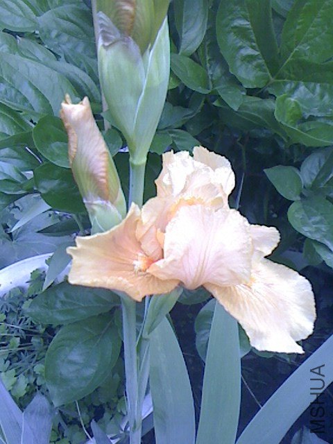 IMG0423062501.jpg