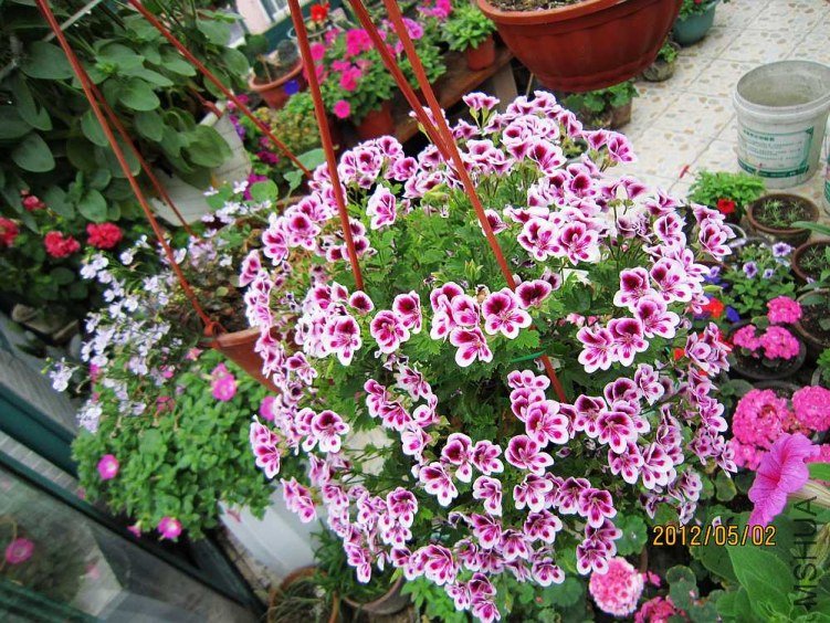 ��ʹ֮�� (4).jpg