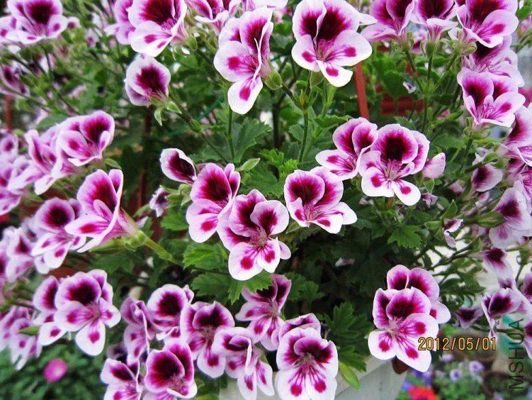 ��ʹ֮�� (2).jpg