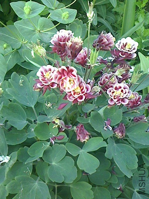 IMG0423062601.jpg
