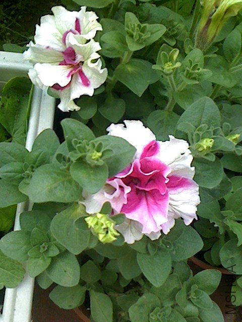 IMG0423063000.jpg