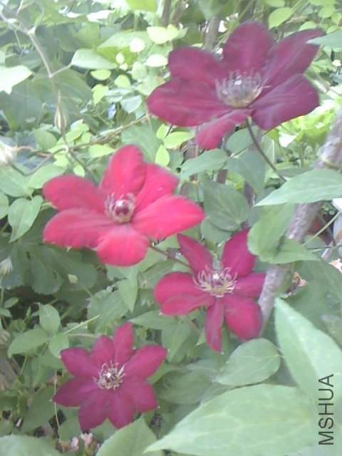 IMG0424061800.jpg