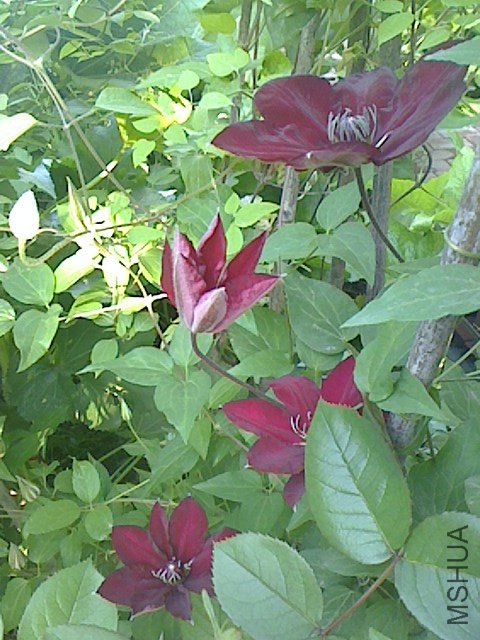 IMG0423063001.jpg
