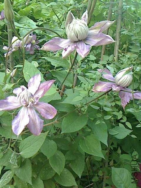 IMG0424061801.jpg