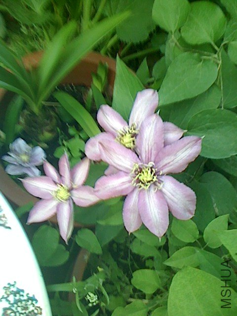 IMG0424061900.jpg