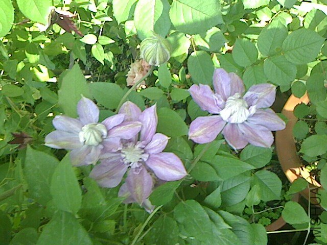 IMG0426064000.jpg