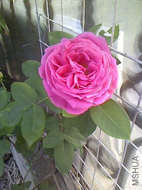 IMG0428063500.jpg