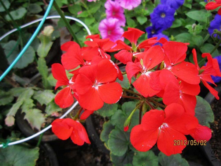 ֱ����-�Ŷ� (4).jpg