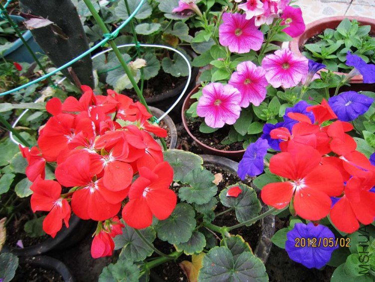 ֱ����-�Ŷ� (3).jpg