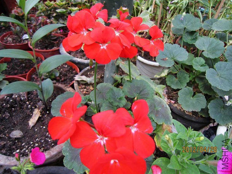 ֱ����-�Ŷ� (2).jpg