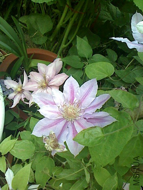 IMG0428063701.jpg