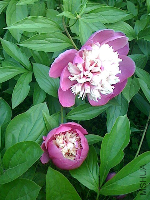 IMG0428063801.jpg