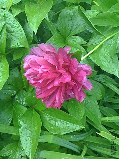 IMG0429141601.jpg