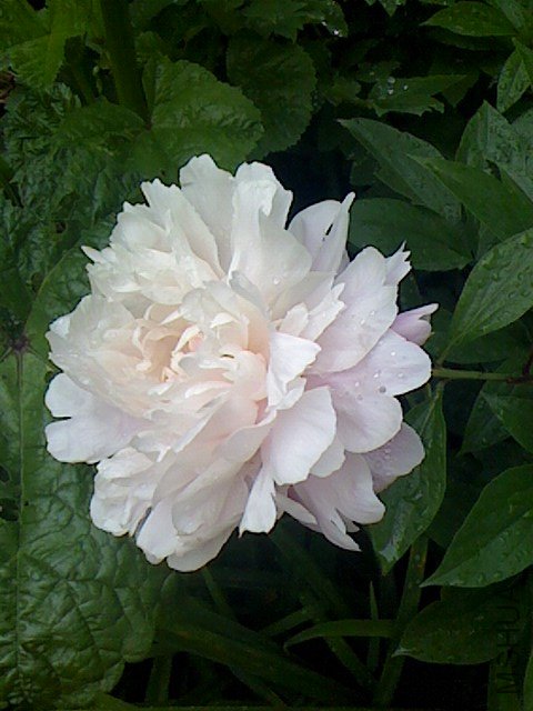 IMG0429141602.jpg