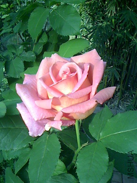 IMG0428064102.jpg