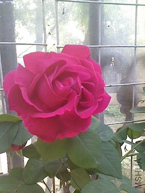 IMG0428063600.jpg