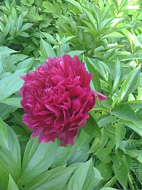 IMG0428063800.jpg