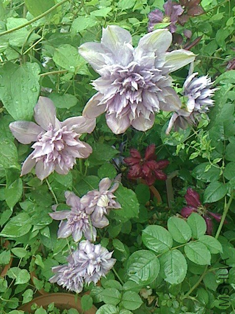 IMG0429141900.jpg