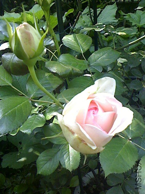 IMG0505084000.jpg