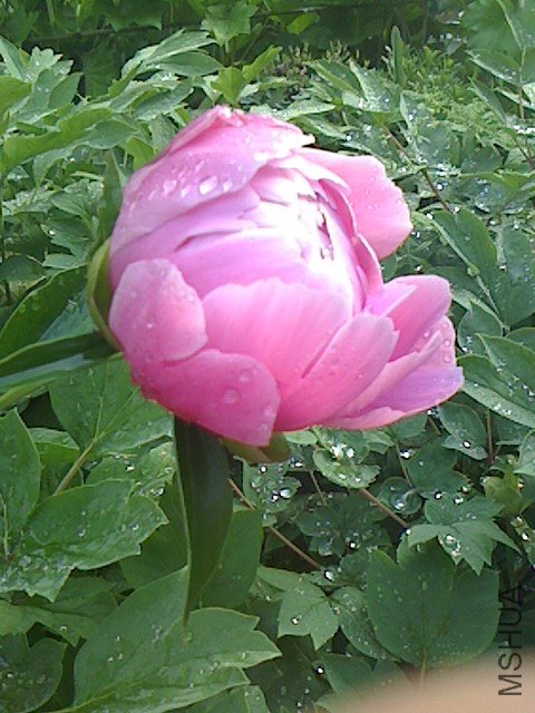 IMG0502064000.jpg