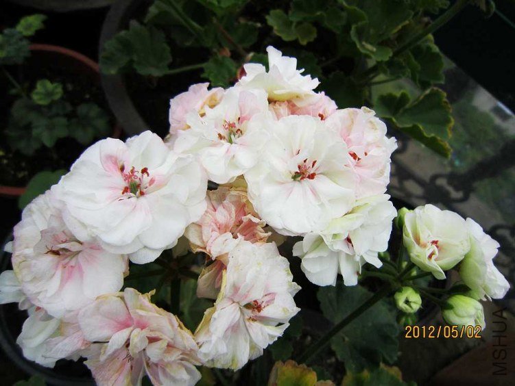 ֱ����-���� (1).jpg