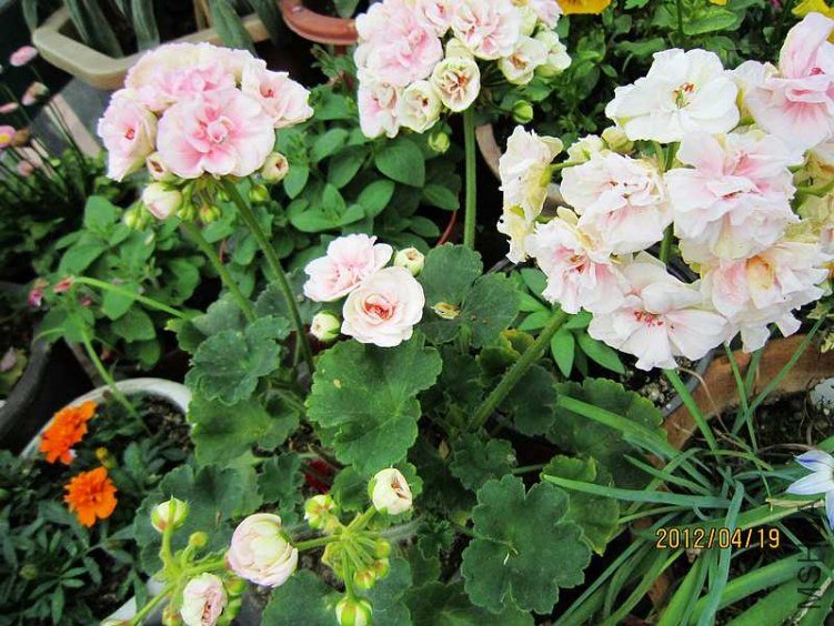 ֱ����-���� (2).jpg