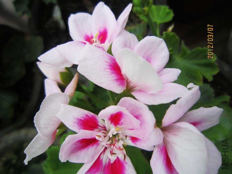 ֱ����-������ (1).jpg