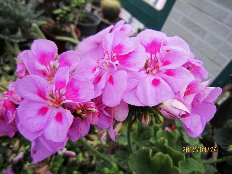 ֱ����-ˮ�� (1).jpg