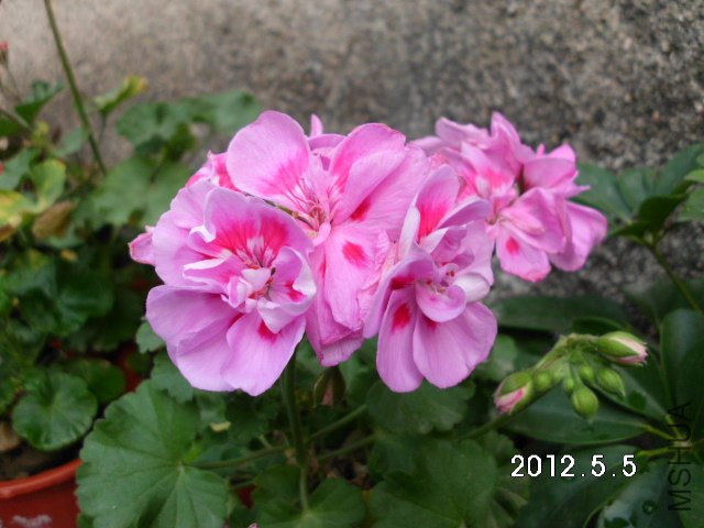 DSCI0528.JPG