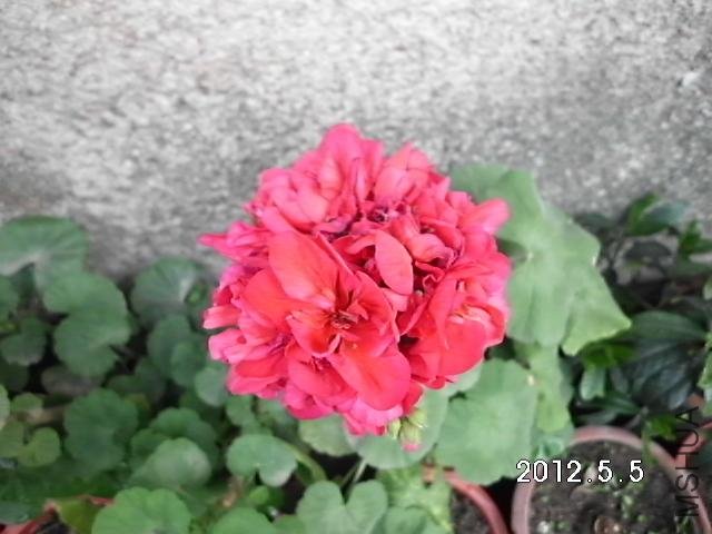 DSCI0523.JPG