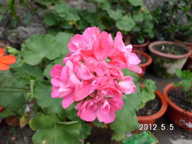 DSCI0525.JPG