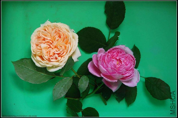 sCrownPrincessMargaretaDSC_4456.jpg