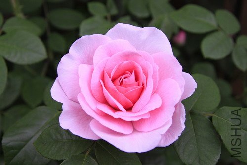 2012��³��.JPG