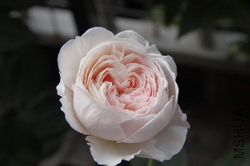 2012���ܶ���.JPG