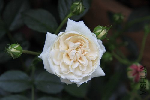 2012��ʿ.JPG