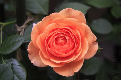 2012·�׿�������.JPG