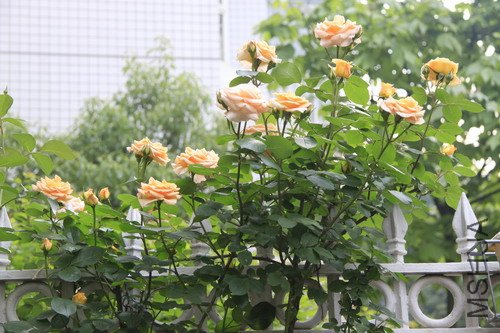 2012���ľƼ�����.JPG
