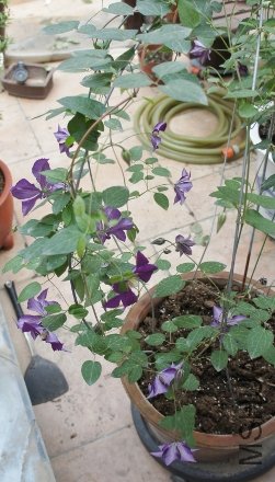 DSC00184 (251x440).jpg