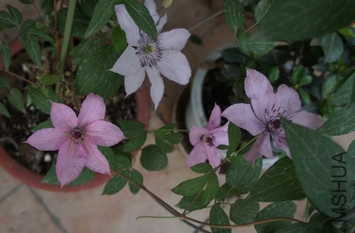 DSC00179 (500x328).jpg