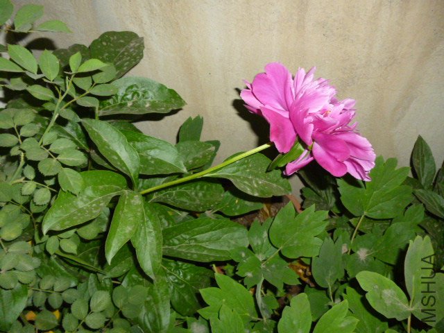 P1020282.JPG