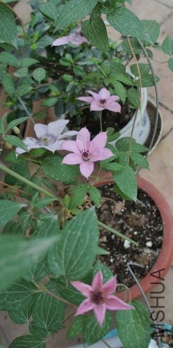 DSC00169 (249x500).jpg