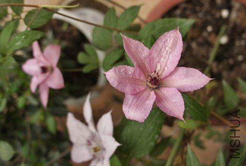 DSC00152 (500x338).jpg