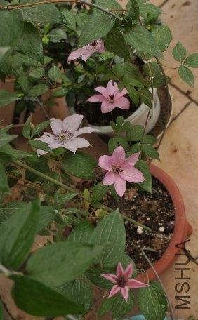 DSC00142 (282x500).jpg