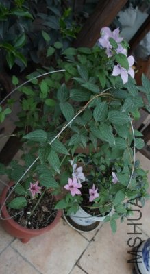 DSC00168 (219x400).jpg