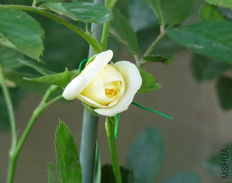 P1080048.jpg