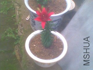 IMG0219A.jpg