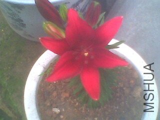 IMG0220A.jpg