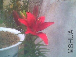 IMG0221A.jpg